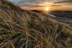 Kwiaty domowe: Jak dbać o zielonych przyjaciół w Twoim domu